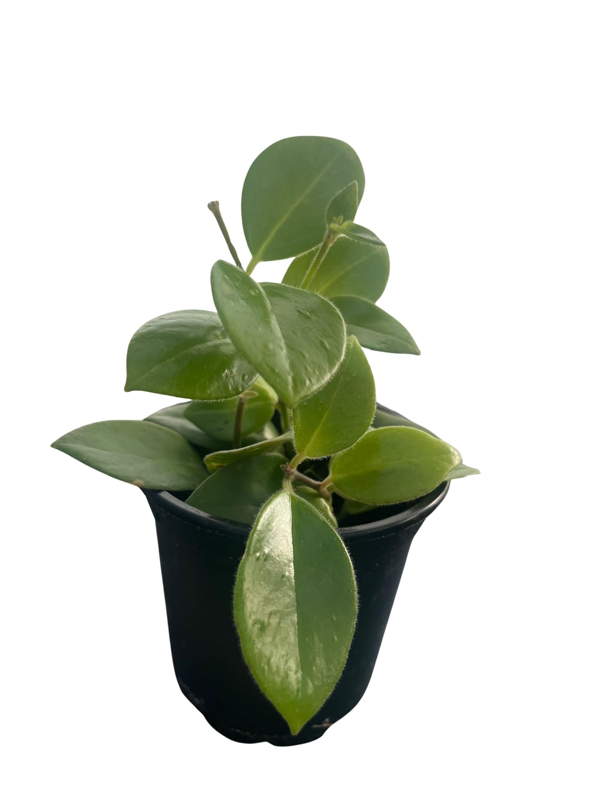 Mona Lisa Lipstick Plant 4" Pot - Aeschynanthus -
