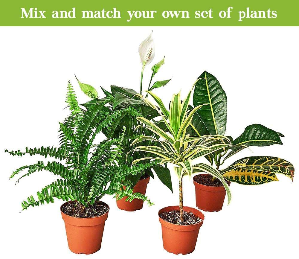 Stromanthe 'Triostar' Live Plant for Indoor | Different Houseplants in 4'' & 6'' Pot | Real House Plant for Living Room, Office, Desk & Bathroom | Triostar | Magenta Triostar