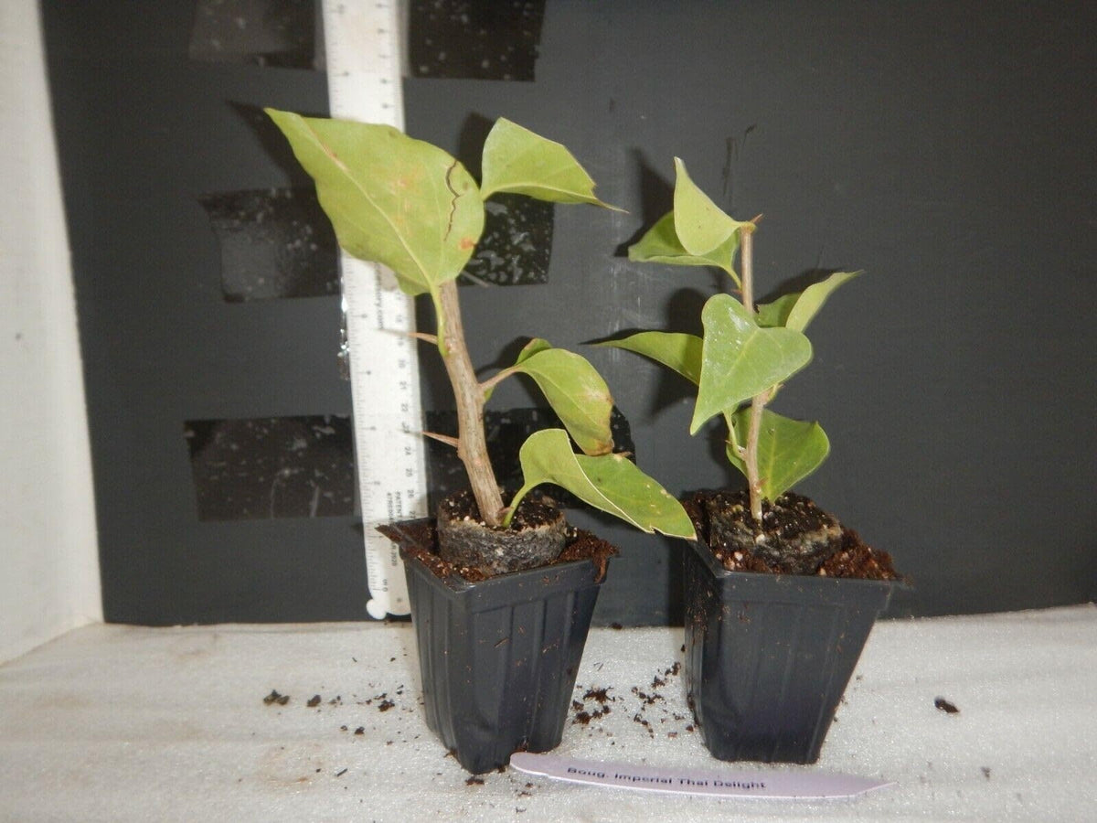 Live Plant - LA Jolla Bougainvillea Small Well Rooted Starter Plant