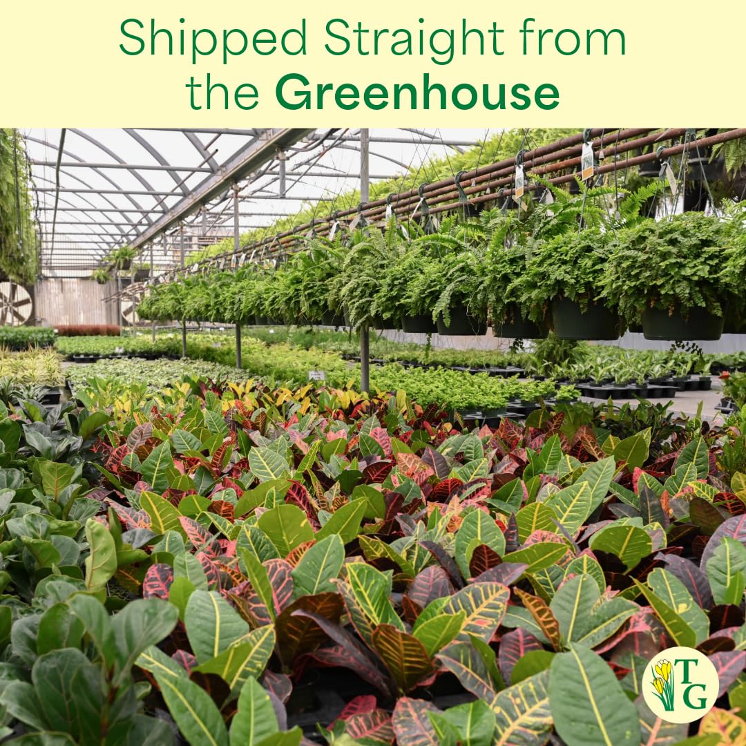 Thorsen's Greenhouse Ficus Lyrata, Fiddle Leaf Fig Plant, Rare, Live Indoor Plant, Collector Plant, Beautiful Foliage, Statement Piece, 6" Diameter Pot (Nursery Pot, 6" Pot)
