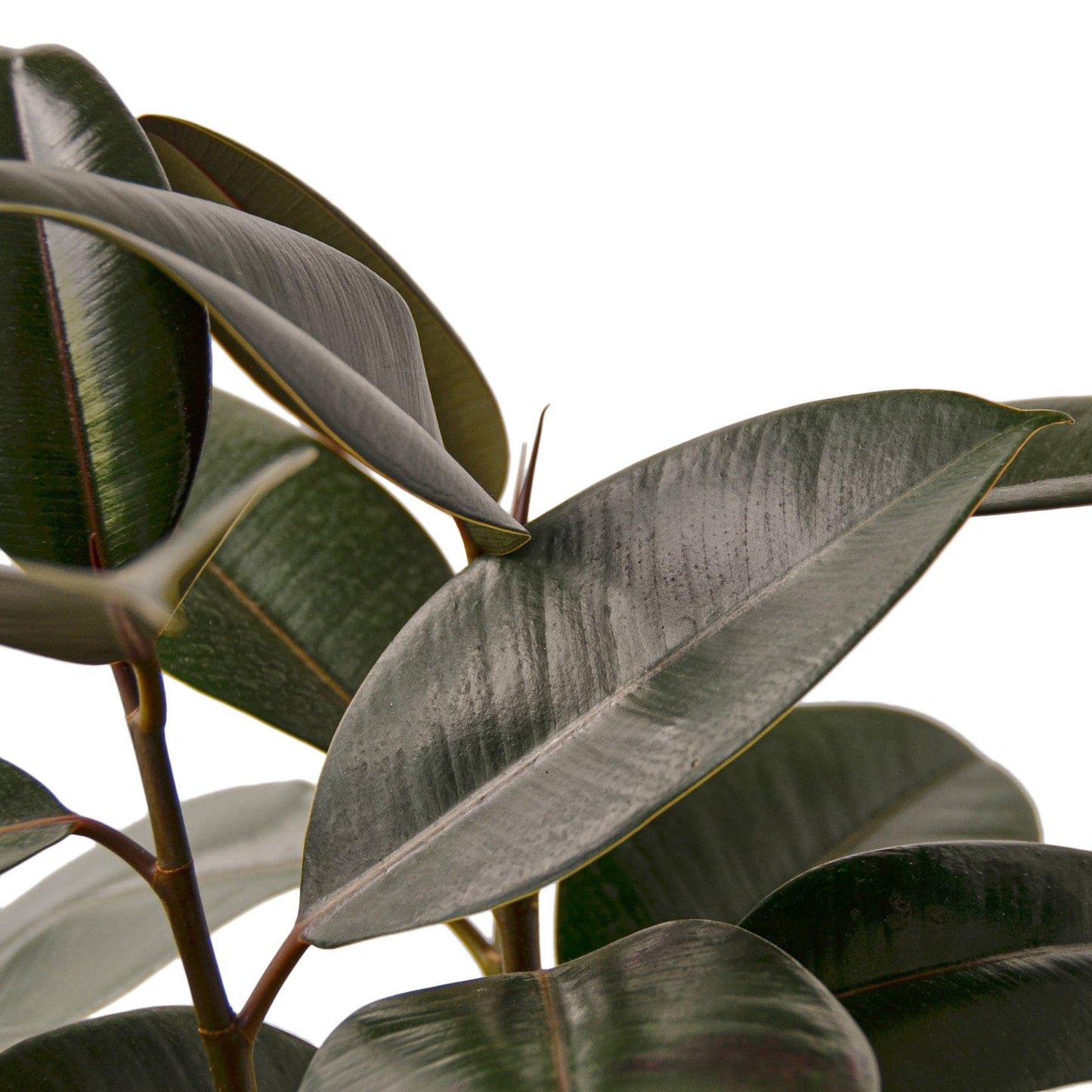 7 Pack Ficus Elastica 'Burgundy' in 4in Pot - Live Plants Tropical Houseplants | Variegated | USA Growers | The Snobby Leaf