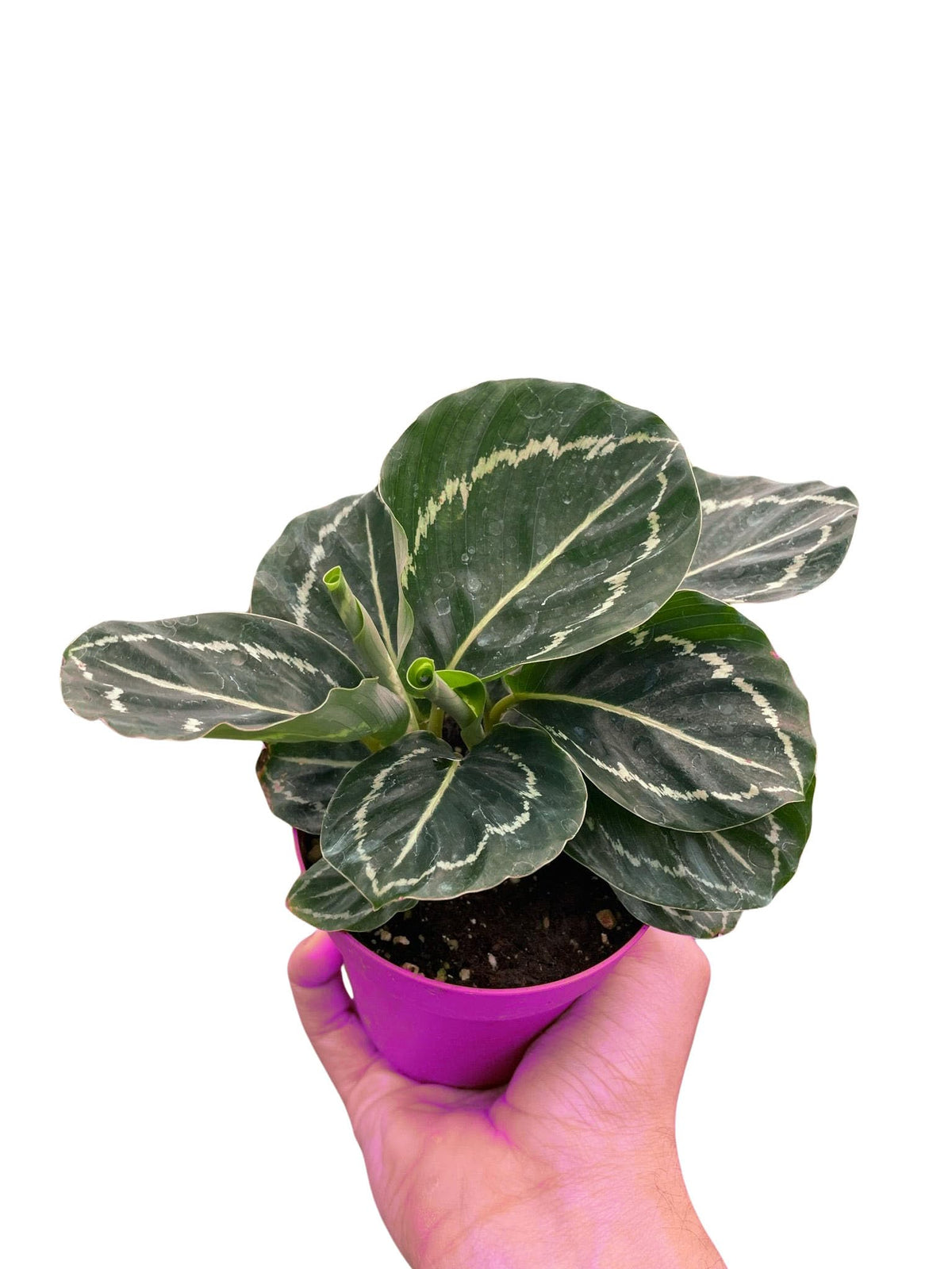 2 Pack Calathea 'Green Goddess' in 4in Pot - Live Tropical Houseplant - Easy to Grow | Air Purifying | Pet Friendly | Variegated | USA Growers | The Snobby Leaf