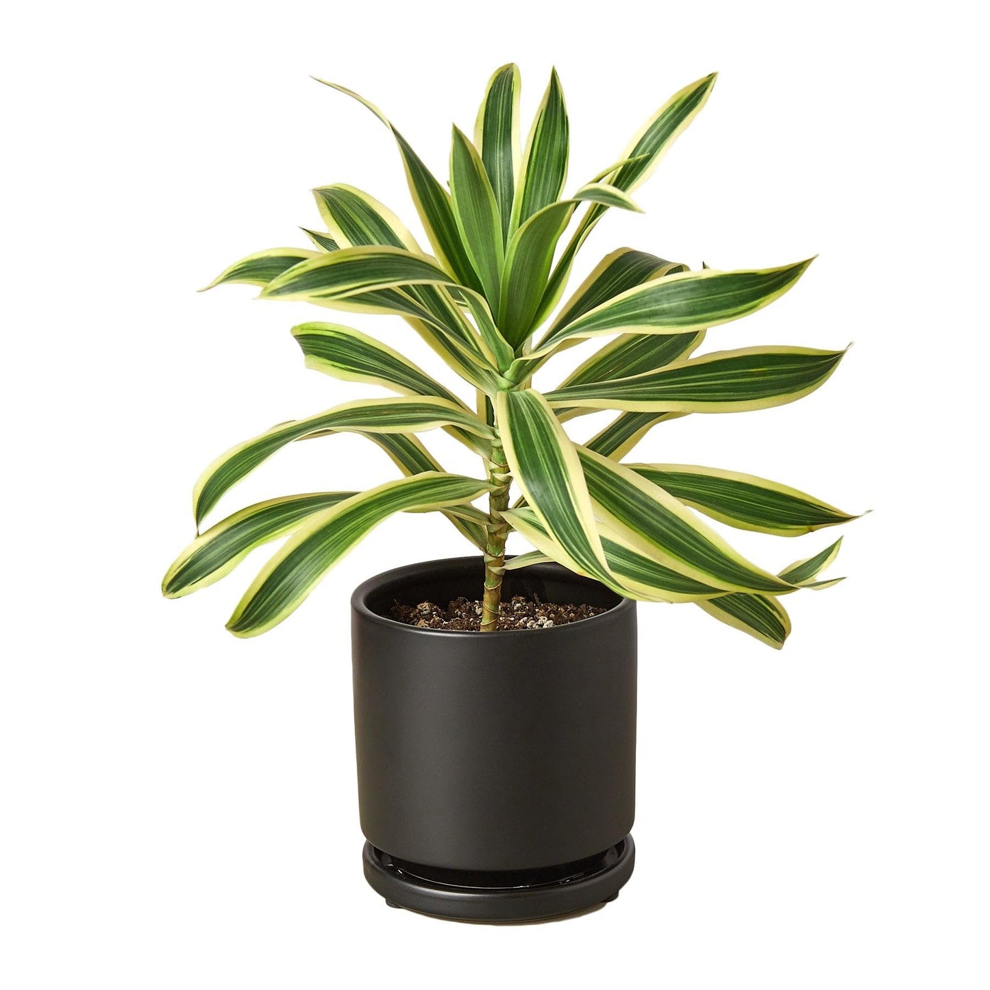 2 Pack Dracaena 'Song of India' in 4in Pot - Live Plants Tropical Houseplants | Variegated | USA Growers | The Snobby Leaf