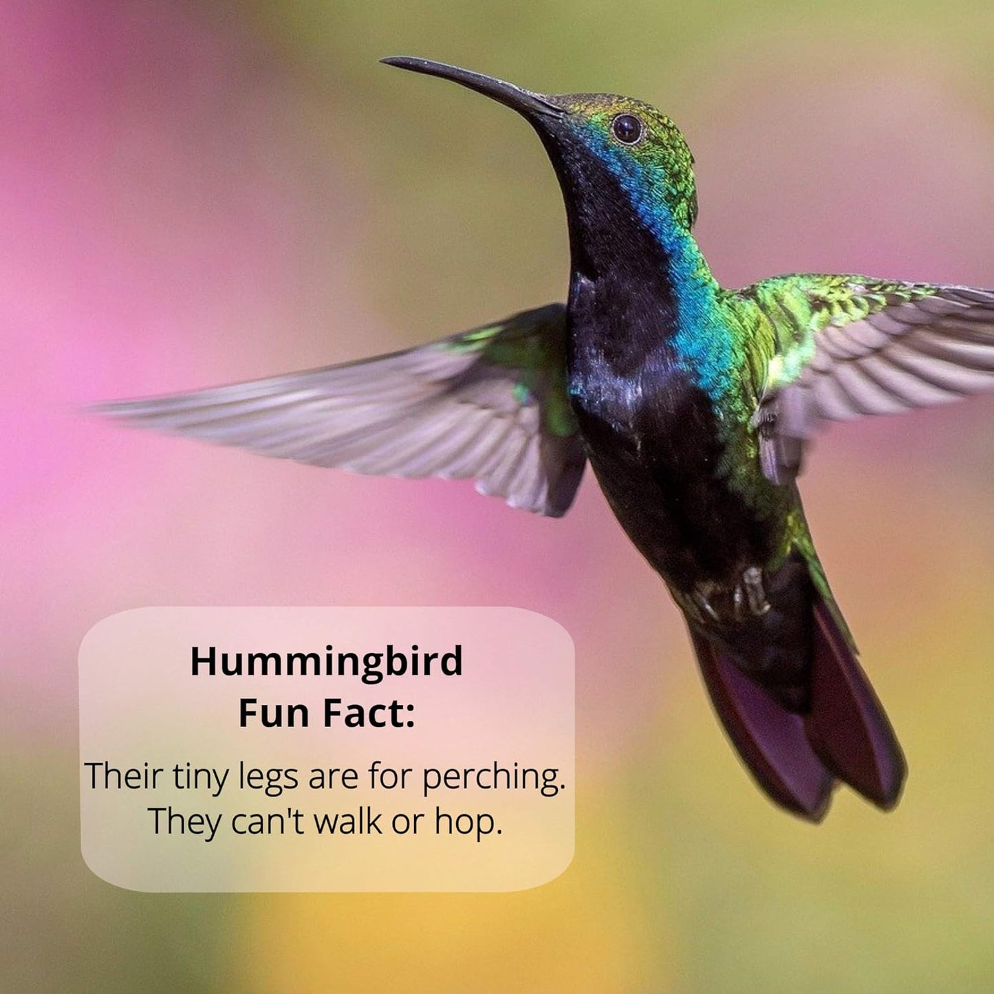 Sapphire Labs Hummingbird Nectar - Naturally Fresh Powder with Nectar Defender | Makes 96 oz Clear Nectar