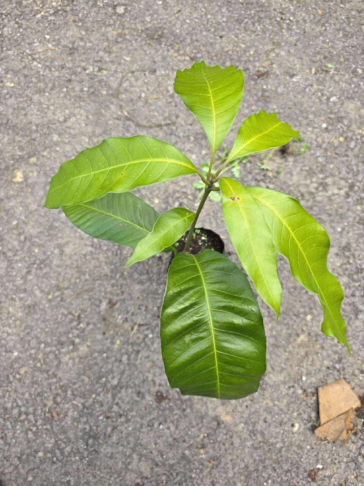 Mango Manila Manglifera friit Tree 10inch-18 Seedling