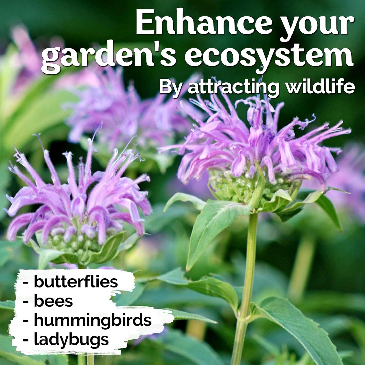 KVITER Wild Bergamot Seeds - 2,000 Organic Non-GMO Bee Balm Seeds for Pollinator Gardens | 2 Pack
