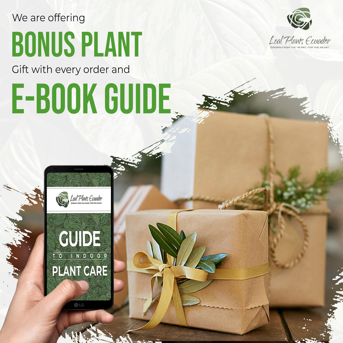 LEAL PLANTS ECUADOR Anthurium Regale Green Live House Plant for Indoor| Anthuriums Live Plant|Huge Anthurium Regale| Perfect for Home Decor, Unique Gift for Plant Lover