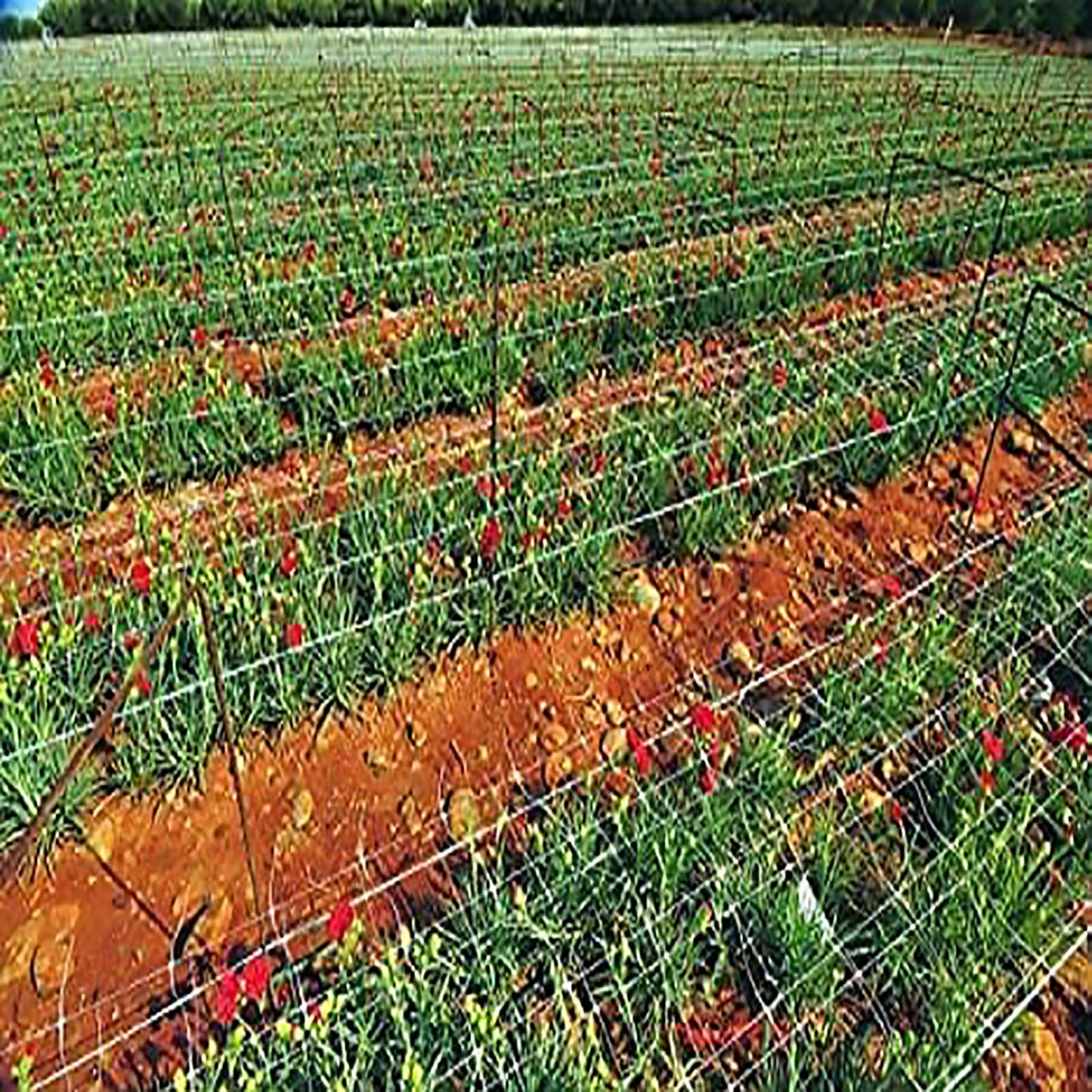 mychoiii Professional Garden Trellis Netting Bulk Roll 6.5ft x 3280ft - Heavy Duty Plant Support Net for Climbing Vegetables, 6" Mesh Scrog Netting for Grow Tent Cucumber Tomato Grape Vine Hydroponic