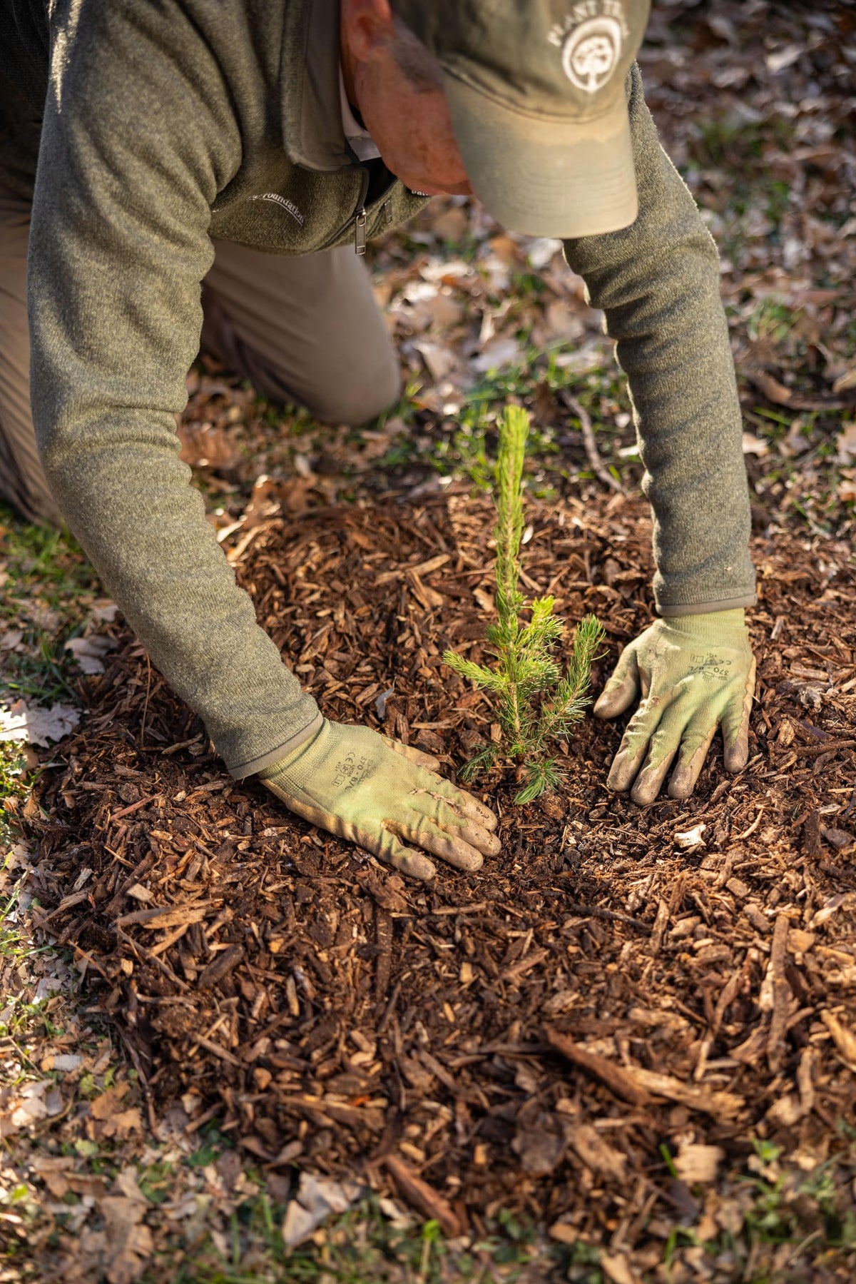 White Spruce Live Jumbo Tree Seedling Plugs | 12"-18" | Arbor Day Foundation (1-Pack)