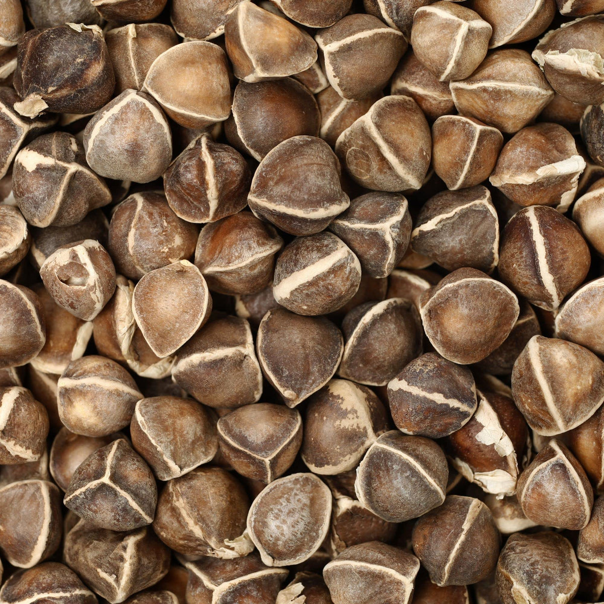 Moringa Seeds for Planting - 1 Oz ~85 Seeds - Grow Moringa Seeds to Eat - Moringa Plant Tree Seedlings - Experience the Benefits of The Tree of Life, Moringa Oleifera