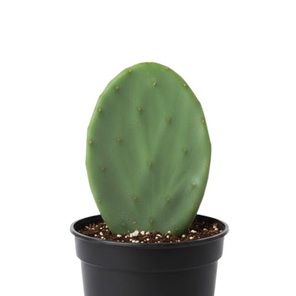 Prickly Pear Cactus Plant Live, Green Prickly Pear Cactus Live Plant Pot, 4 Inch Tall, Hardy Succulent Cactus for Indoor or Outdoor Garden, Easy Care Plant