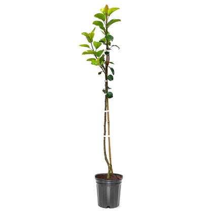 Bartlett Pear Tree, Delicious, Classic Choice, Sweet and Juicy Fruit, 1-2 ft Tree Height, 1 gal Nursery Pot (Due to Agricultural Laws, we Cannot Ship to CA, AZ, AK, or HI)