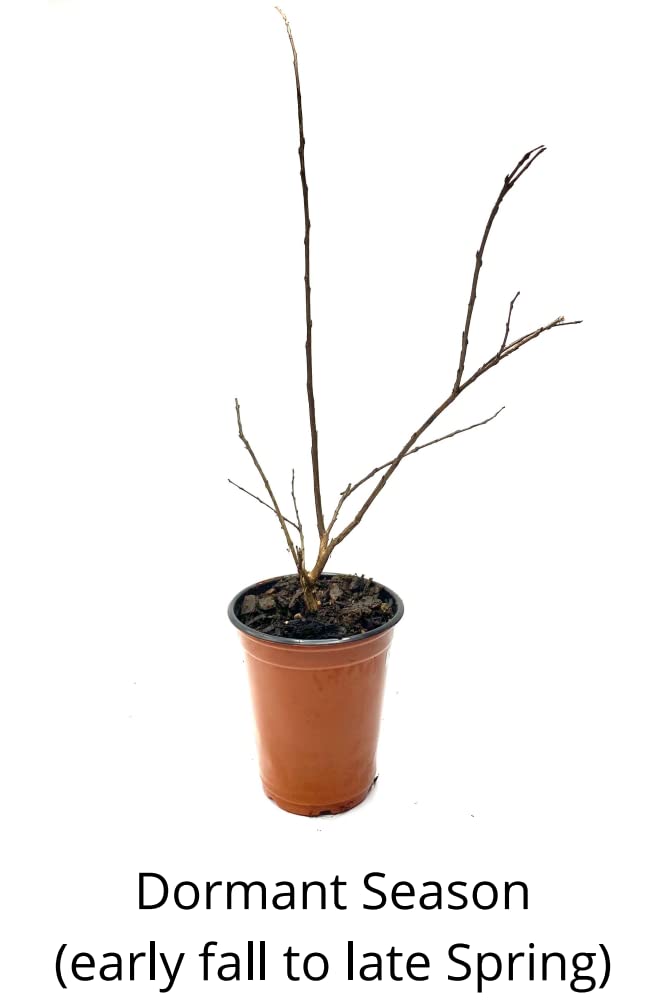 4 Pack - Acoma (White) Crape Myrtle Starter Trees - Quart Containers - Approximately. 6-12 inches Tall