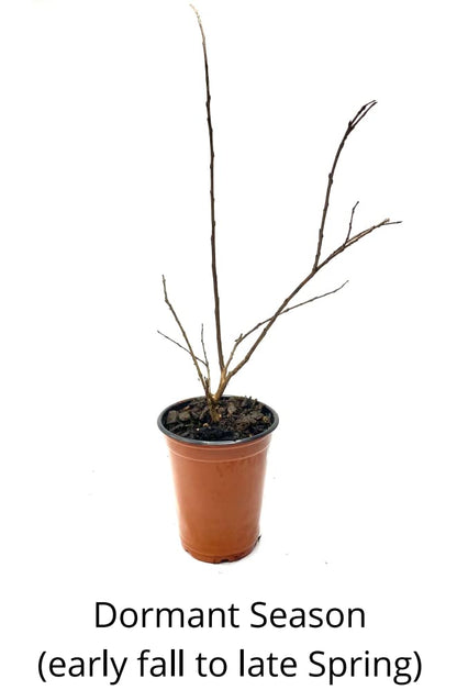 4 Pack - Acoma (White) Crape Myrtle Starter Trees - Quart Containers - Approximately. 6-12 inches Tall