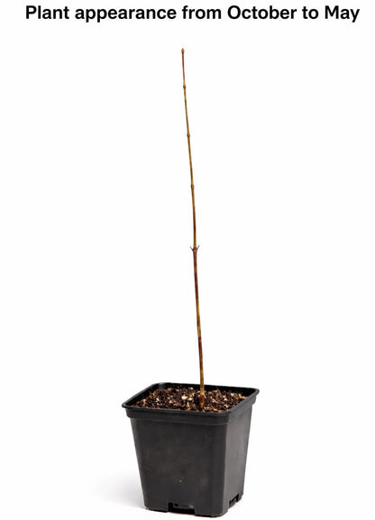 Purple Leaf Sand Cherry Shrub/Tree - 10-16" Tall Live Plant - Quart Pot - Purpleleaf Cistena Plum Bush - Prunus × cistena