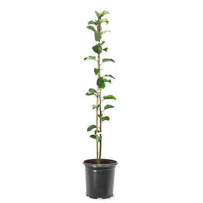 American Plant Exchange Fuji Apple Tree, 1 Gallon Pot, 2-3 ft Tall, Live Outdoor Fruiting Plant, Sweet & Tart Fruit