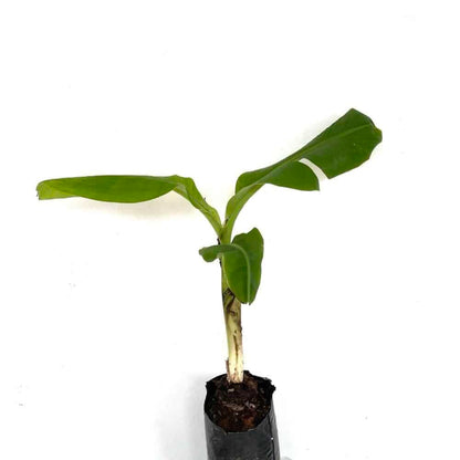 Live Plant - Red Bananas (Musa Acuminata ‘Red Dacca) Live Fruit Tree