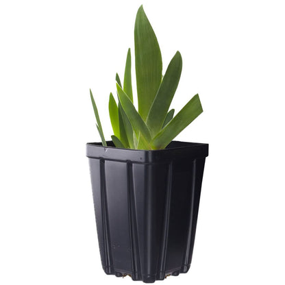Immortality Bearded Iris Plant Potted - Repeat Blooms Fragrant White Flowers, Perennial
