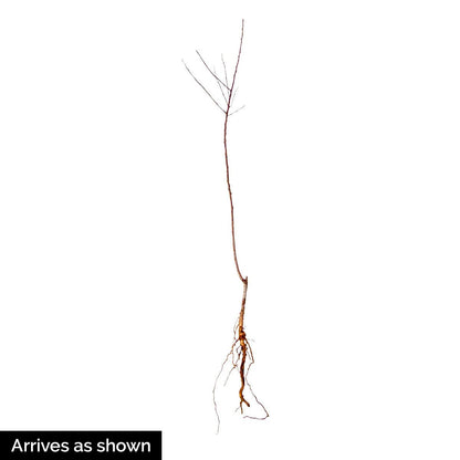 Sugar Pearls™ Apricot Dormant Starter Bare Root Standard Fruit Tree, Can't Ship to States of CA, CO, ID, MT, OR or WA, 1-Pack