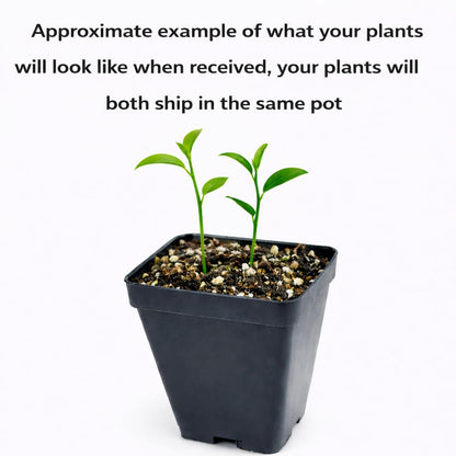 2 Clementine Mandarin Trees - 2-5 Inch Tall Live Plants - Potted Orange Fruit Seedlings - Citrus x Clementina - (2 Pack)
