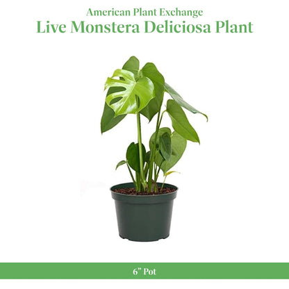 American Plant Exchange Monstera Deliciosa - Live 6-Inch Pot, Easy-Care Split Leaf Vine, Low-Maintenance Air Purifying Houseplant for Home, Office & Garden Décor