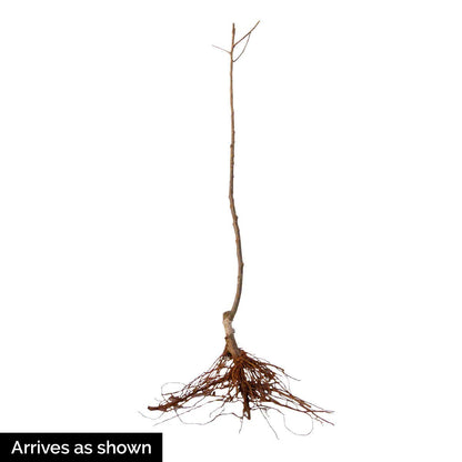 GURNEY'S - Golden Delicious Apple Dormant Starter Bare Root Standard Fruit Tree, 1-Pack