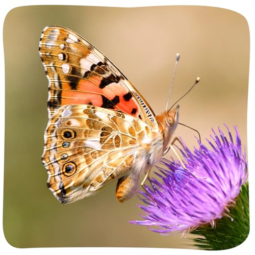 Insect Lore Butterfly Garden 8" Habitat Gift Set with 10 Live Baby Painted Lady Caterpillars - Includes Baby Caterpillars, Raising Supplies, 3D Butterfly Stickers and Butterfly Wind-up Toy