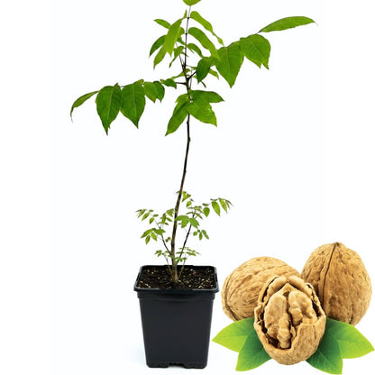 Live Black Walnut Tree, 4-Inch Potted, Cold Hardy Shade Tree for Yard or Garden, 6-12 Inch Tall
