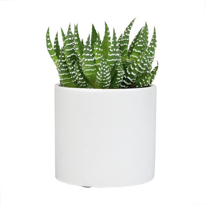 Haworthia Succulent Plant Live in White Planter, Live Succulents Plants Live Plants, Live Indoor Plants Live Houseplants, Low Light House Plants, Succulent Plants Cactus Plants Live by Plants for Pets