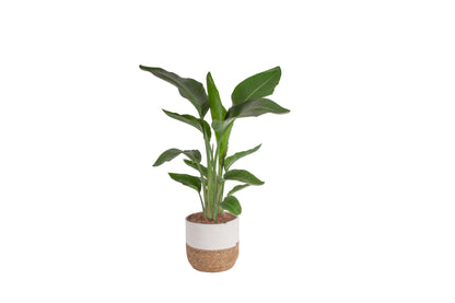 Costa Farms White Bird of Paradise Live Plant in Decorative Pot, Large Indoor Houseplant, Perfect for Home, Room, or Office Decor, Great House Warming or Birthday Gift, 2-3 Feet Tall