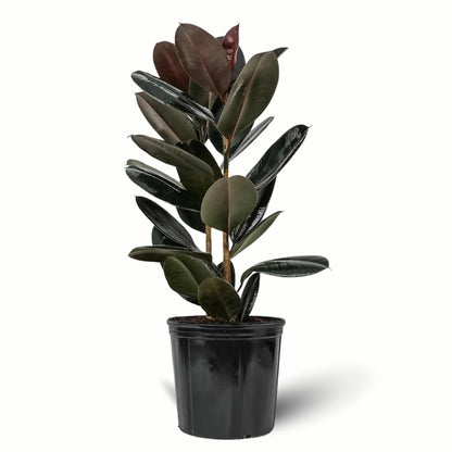 Eureka Farms Ficus Burgundy Bush – Live Rubber Tree Plant, Low Maintenance Indoor Tropical Houseplant with Rich Red & Green Foliage, Perfect for Home & Office Decor