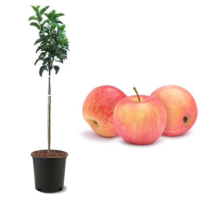American Plant Exchange Fuji Apple Tree, 5 Gallon Pot, 3-4 ft Tall, Live Outdoor Fruiting Plant, Sweet & Tart Fruit