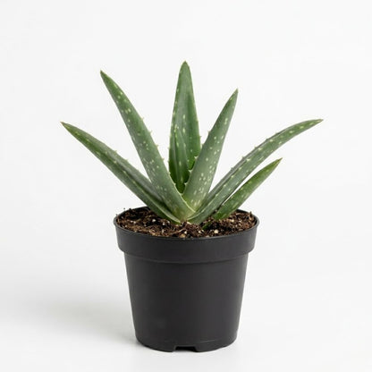 Aloe Vera Aloe Vera Live Plant for Planting in Size 2 Inch Pot | Vibrant, Low-Maintenance Aleo Plant for Patio, Balcony & Indoor Spaces | Perfect for Plant Enthusiasts & Beginners