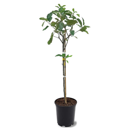 American Plant Exchange Dorsett Apple Tree, 1 Gallon Pot, 2-3 ft Tall, Live Outdoor Fruiting Plant, Sweet, Crisp and Tangy Fruit