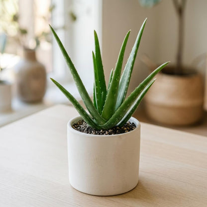Aloe Vera Aloe Vera Plant for Garden in Size 4 Inch Pot | Vibrant, Low-Maintenance Aleo Plant for Patio, Balcony & Indoor Spaces | Perfect for Beginners & Green Home Styling