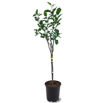 Generic Anna Apple Tree, Low Chill, Deciduous, Fruit Bearing, Medium to Large Fruit, 1 gal, Nursery Pot (Due to Agricultural Laws, we Cannot Ship to CA, AZ, AK, or HI), Green