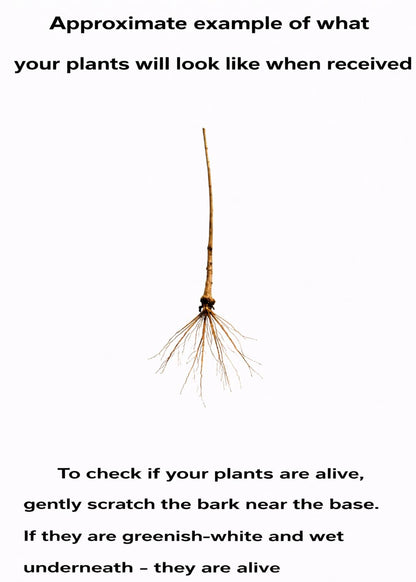 5 Paw Paw Trees - 6-12" Tall Live Plants - Common Indian Banana Trees - Asimina triloba - (5 Pack)