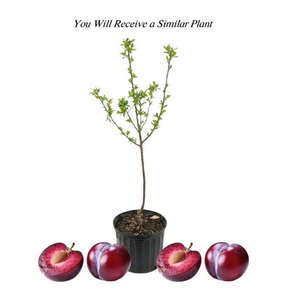 Santa Rosa Plum Tree 2-3 Feet Tall, Red Plum Tree Plant Live in 3 Gallon Pot, Tropical Plums Grafted Trees for Planting Outdoor Garden, No Ship to CA