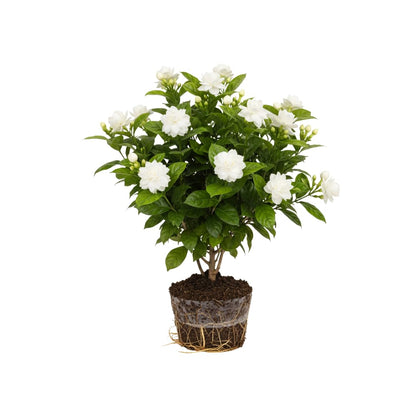 Grand Duke of Tuscany Jasmine Plants Live, Arabian Jasmine Plant Indoor, Fragrant Jasmines Flowers 4 to 7 Inch