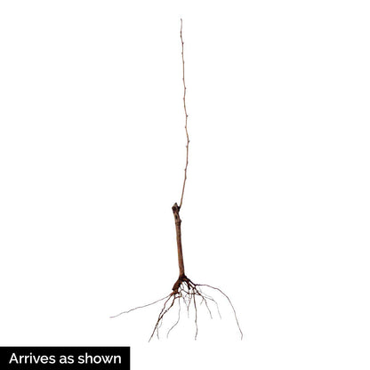 Bing Cherry Dormant Bare Root Starter Fruit Tree, Measuring 2 to 4 feet Tall - Due to State restrictions, Can't Ship to CA, CO, ID, OR, or WA