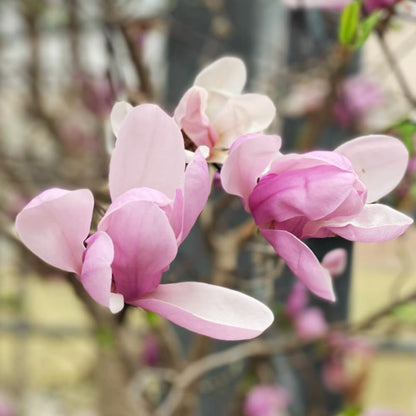 1 Year Old Jane Magnolia Tree in 2.5" Pot, Fragrant Pink White Flowers, Dormant in Winter, 6-12 Inch Magnolia Trees Live Plants, No Leaf