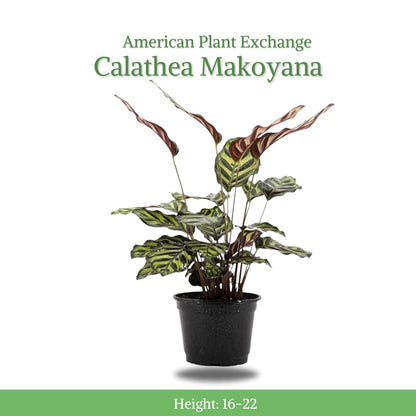American Plant Exchange Live Calathea Makoyana – 6-Inch with Pot Cover – Pet-Friendly Tropical Houseplant with Patterned Leaves for Low Light Homes, Offices & Indoor Plant Décor