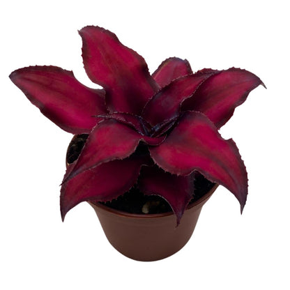 BubbleBlooms Cryptanthus Bivittatus in a 2 inch Pot Earth Star Bromeliad, Tiny Mini Pixie Plant, Dark Red