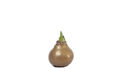 Gold Waxed Denver White Amaryllis Bulb 36/38