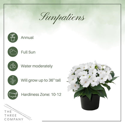 Live Flowering Sunpatiens - White (2 Plants Per Pack), Beautiful Annual Summer Color, 10" Tall by 6" Wide in 1 Quart Pot