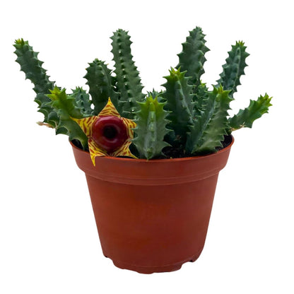 BubbleBlooms Lifesaver Huernia Zebrina, Starfish Stapelia Cactus, Live in a 4 inch Pot