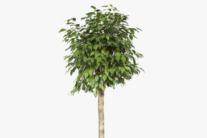 Daniella Ficus Weeping Fig Standard - Live Plant in a 10 Inch Growers Pot - Ficus Moclame - Large Ornamental Interior Tree