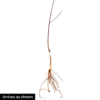 Contender Live Bare Root Fruiting Peach Tree - Includes 1 Tree per Order - Due to regulations Can't Ship to CA, CO, ID, MT, OR, or WA