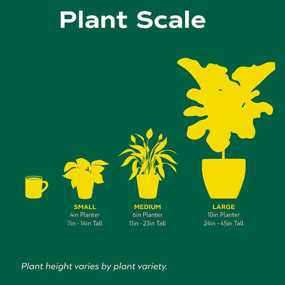Zamioculcas Zamiifolia ZZ | Live Plant for Indoor & Outdoor | for Living Room, Office, Bathroom | (3" Pot)