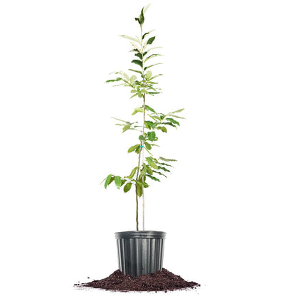 Perfect Plants American Hybrid Chestnut Tree 4-5 Feet | Live Trees for Outdoor Planting | Delicious Chestnut Fruit Nut for Fresh Eating | Tall Tree for Shade & Privacy